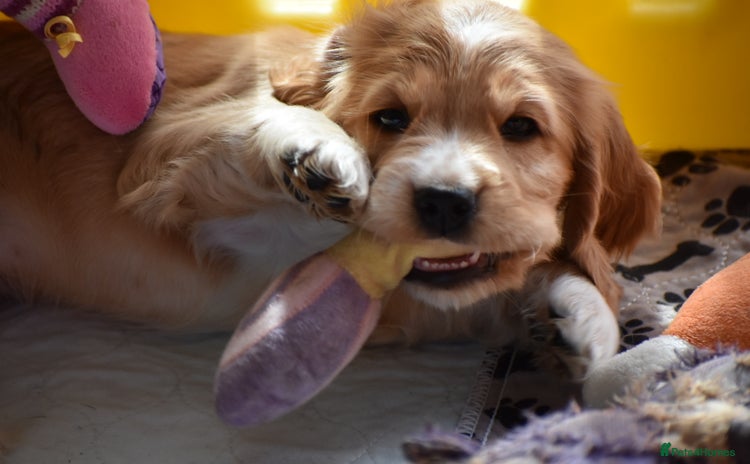 Cocker Spaniel dogs - Advert 5