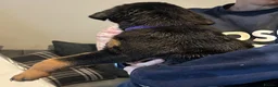 Rottweiler dogs for sale: 9 CHUNKY ROTTWEILER PUPPIES FOR SALE  in Barnsley - Advert 13