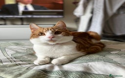 Domestic Shorthair cats for sale: Gorgeous Male Domestic Shorthair Tabby - Image 13
