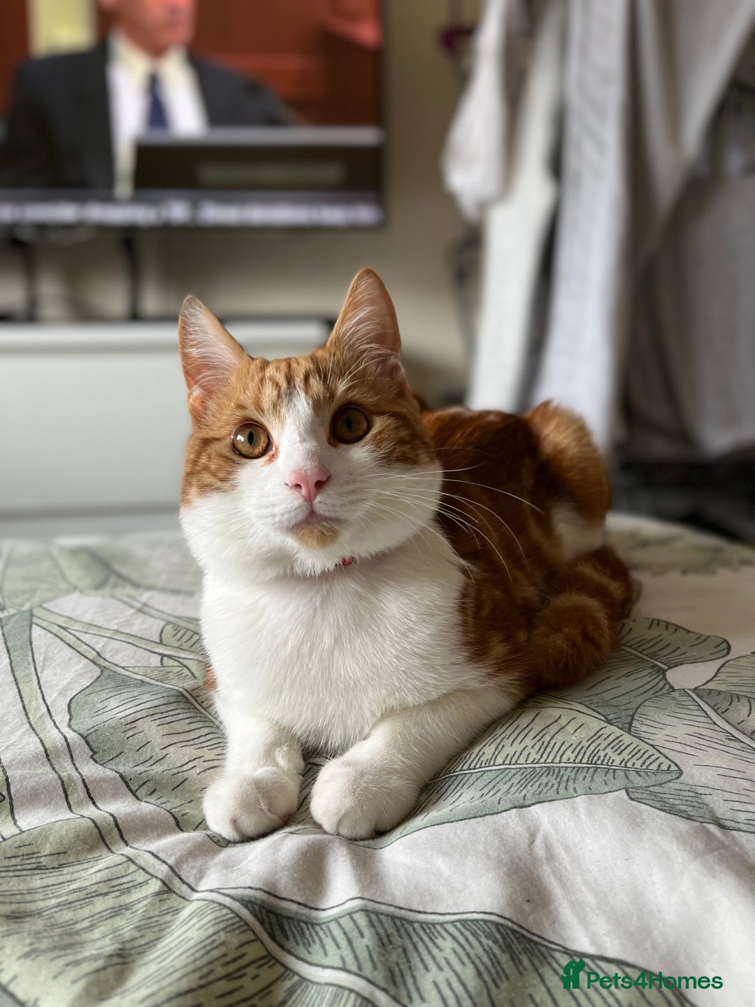 Domestic Shorthair cats for sale: Gorgeous Male Domestic Shorthair Tabby - Image 13