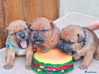 Staffordshire Bull Terrier dogs SHOW QUAILTY RED STAFF PUPPIES COI 2.9% 🐶 🔥🔥😍 - Advert 13