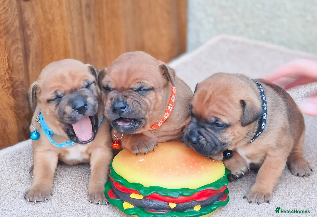 Staffordshire Bull Terrier dogs for sale: SHOW QUAILTY RED STAFF PUPPIES COI 2.9% 🐶 🔥🔥😍 - Advert 8
