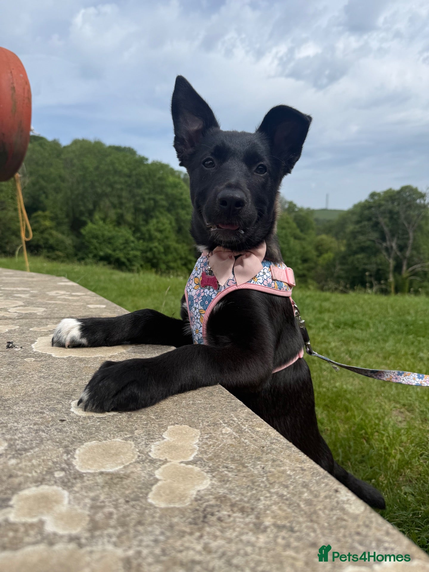 Mixed Breed dogs 7 month old Border collie x Australian Kelpie - Advert 1