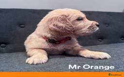 Golden Retriever dogs for sale: Golden Retriever Puppies! 💛🐶 - Image 16