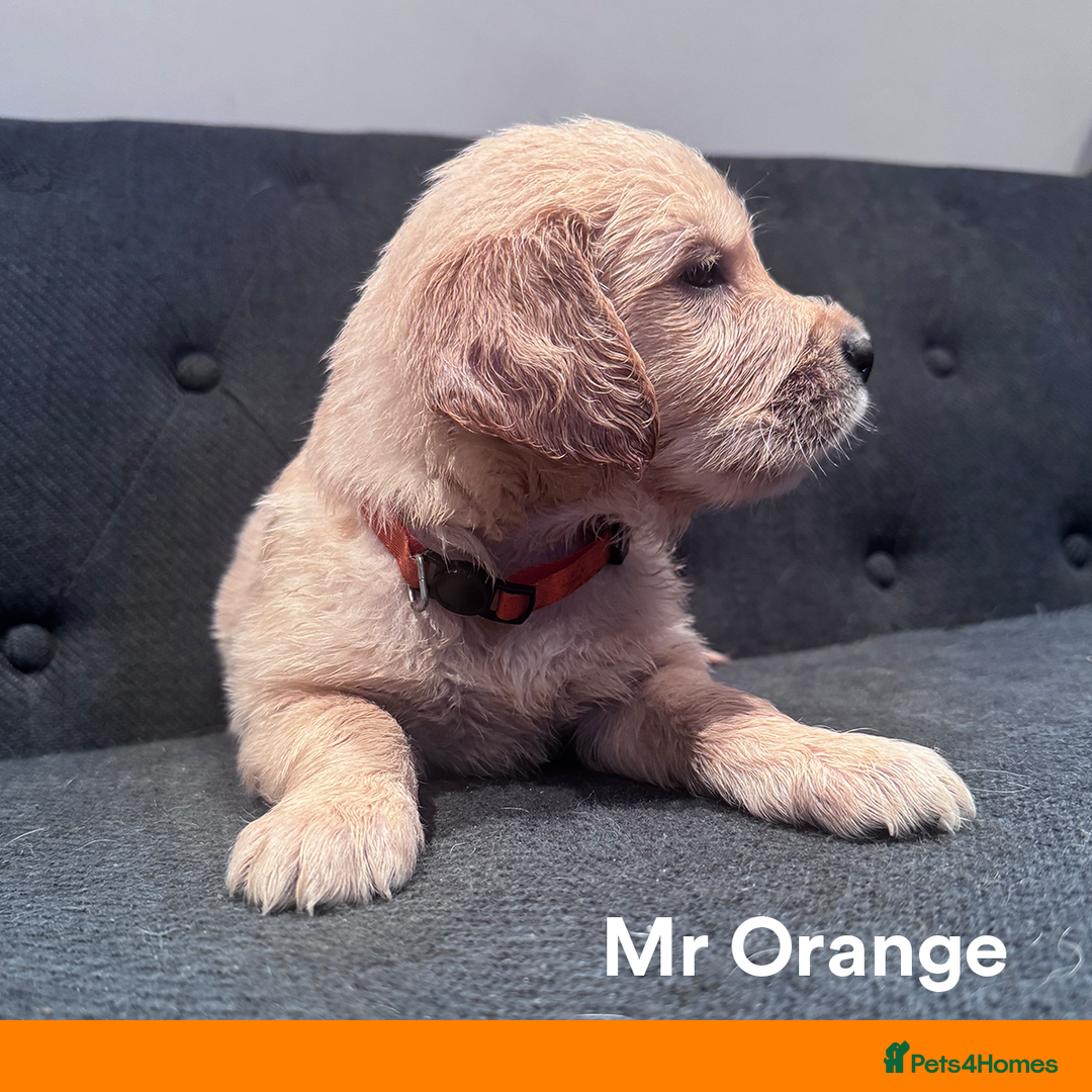 Golden Retriever dogs for sale: Golden Retriever Puppies! 💛🐶 - Image 16