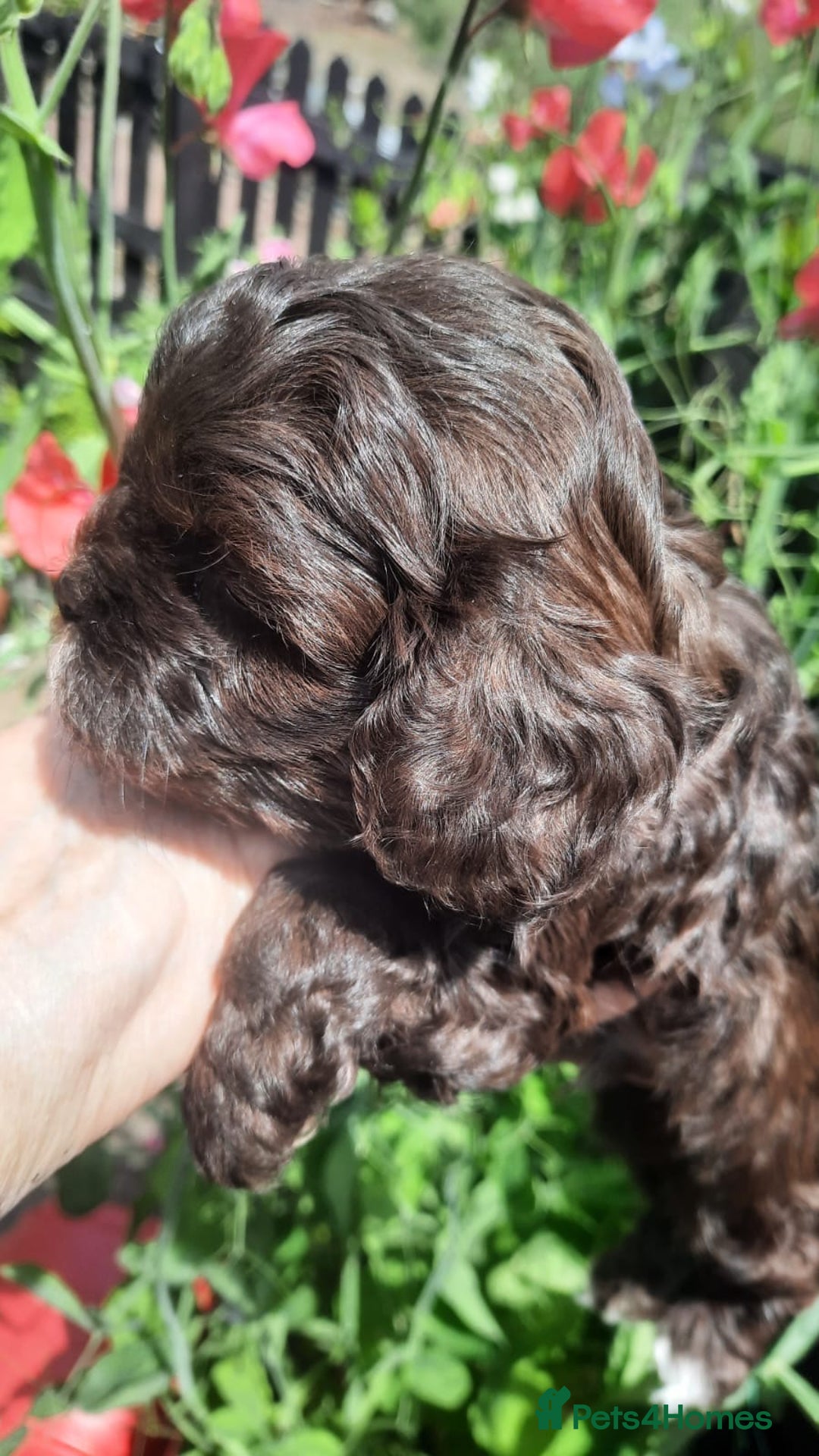 Shihpoo dogs for sale: Chocolate Toy Shipoo pups - Image 13