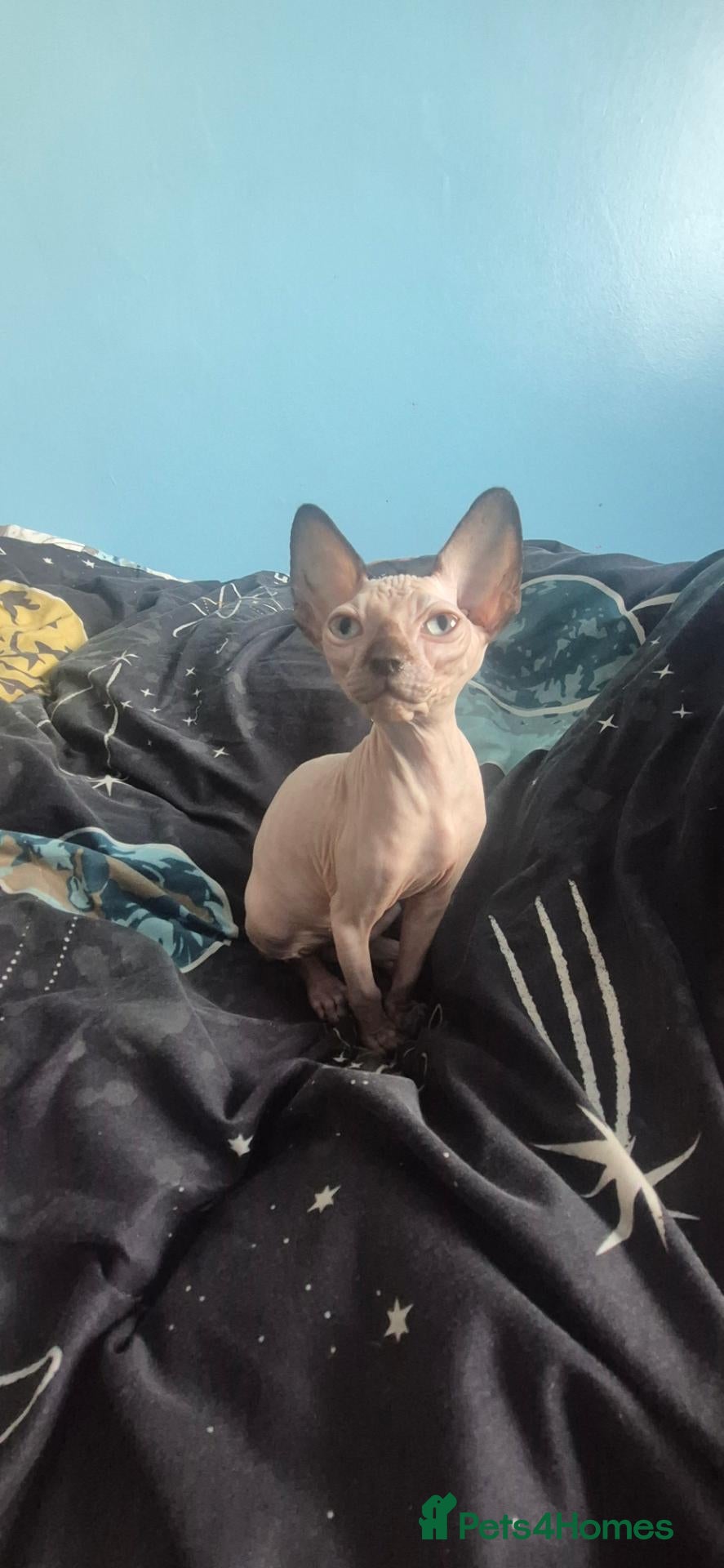 Sphynx cats Adorable kittens - Advert 2