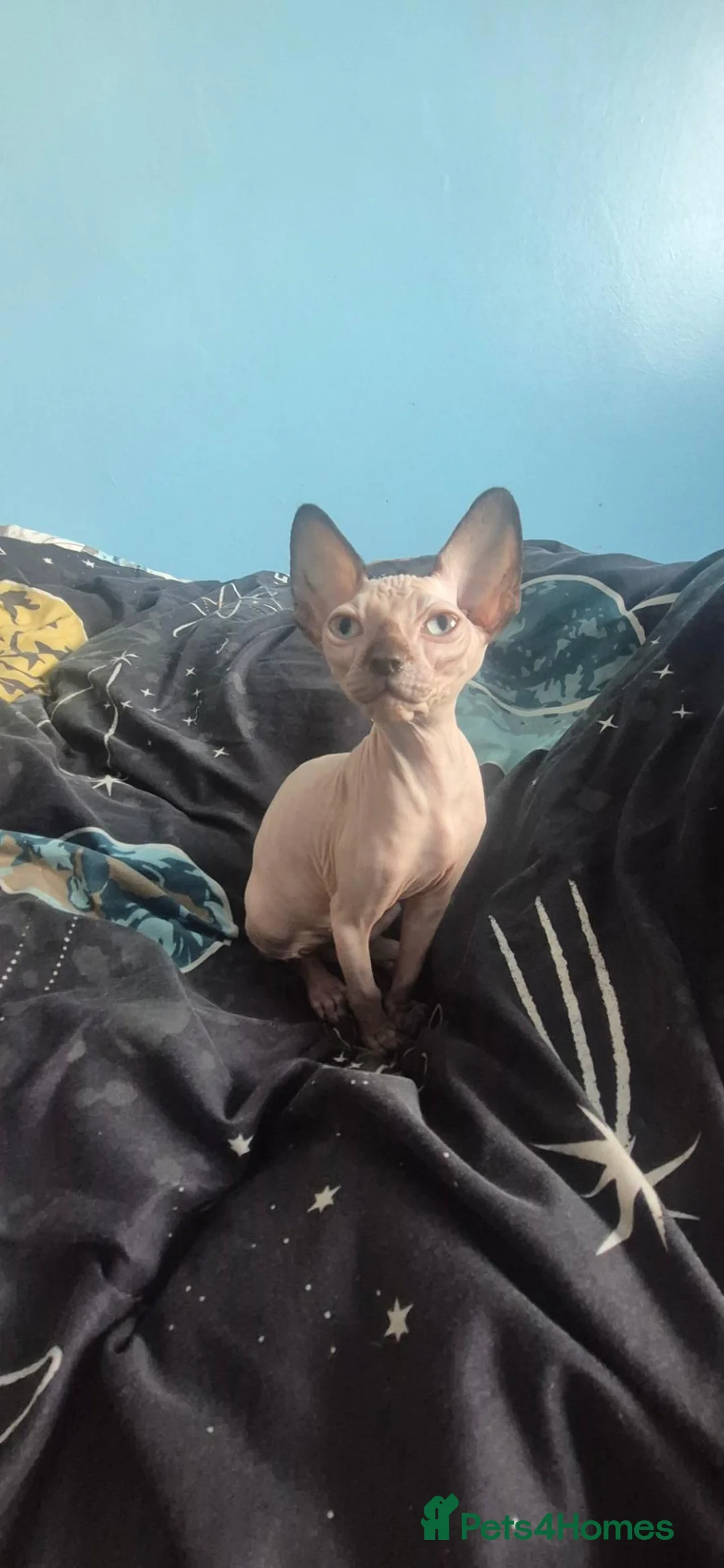 Sphynx cats for sale: Adorable kittens in Warrington - Advert 1