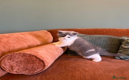 British Shorthair cats for sale: GCCF kittens  - Advert 10