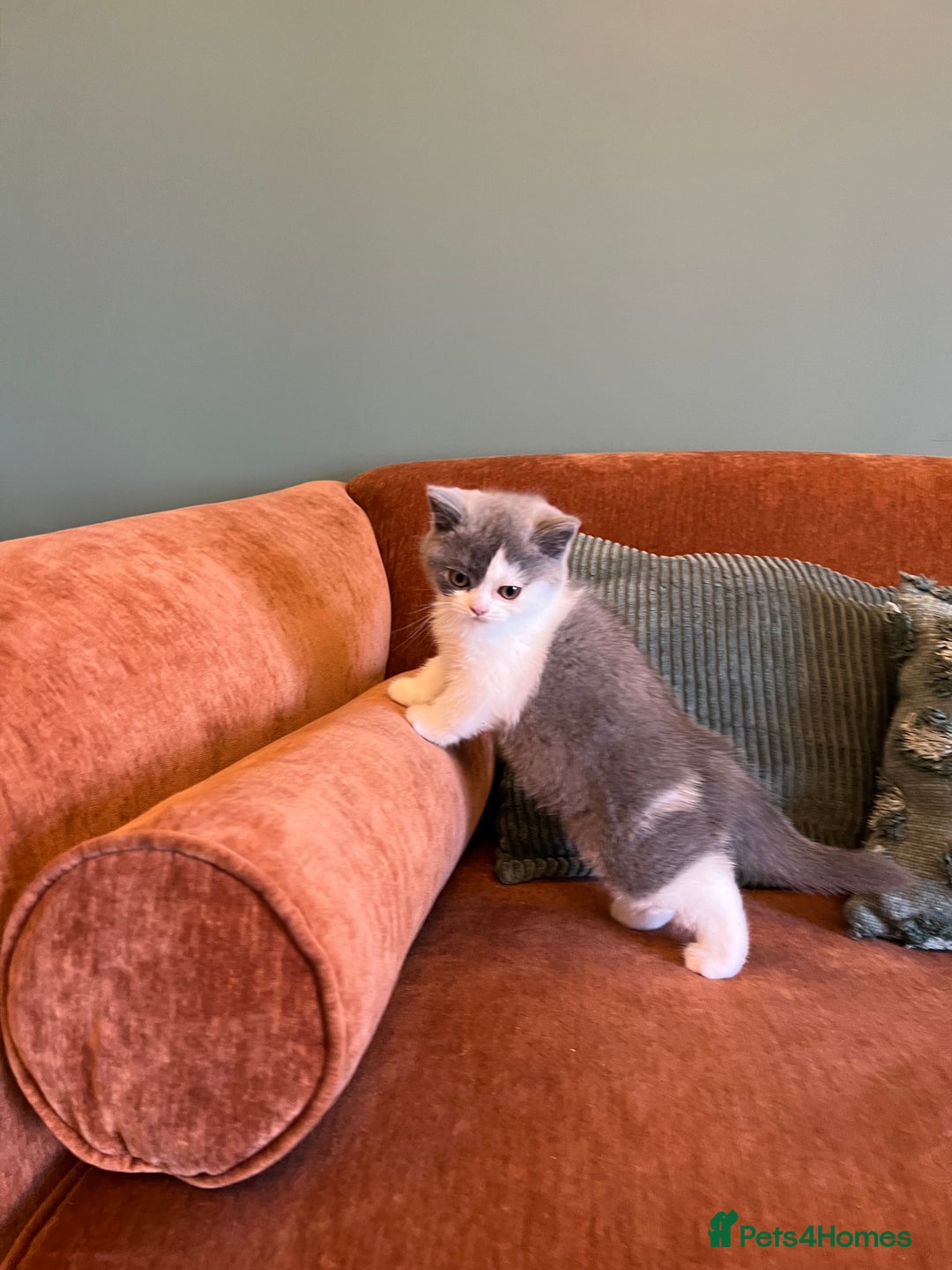 British Shorthair cats for sale: GCCF kittens  - Advert 10