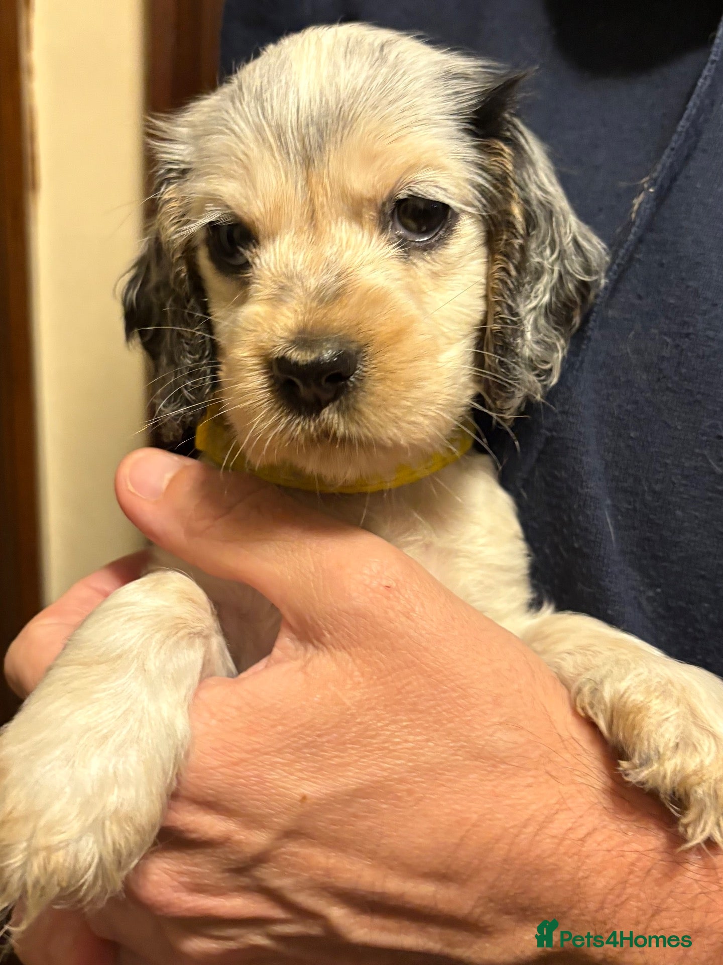 Cocker Spaniel dogs Perfect puppies bred for health & temperament - Advert 1
