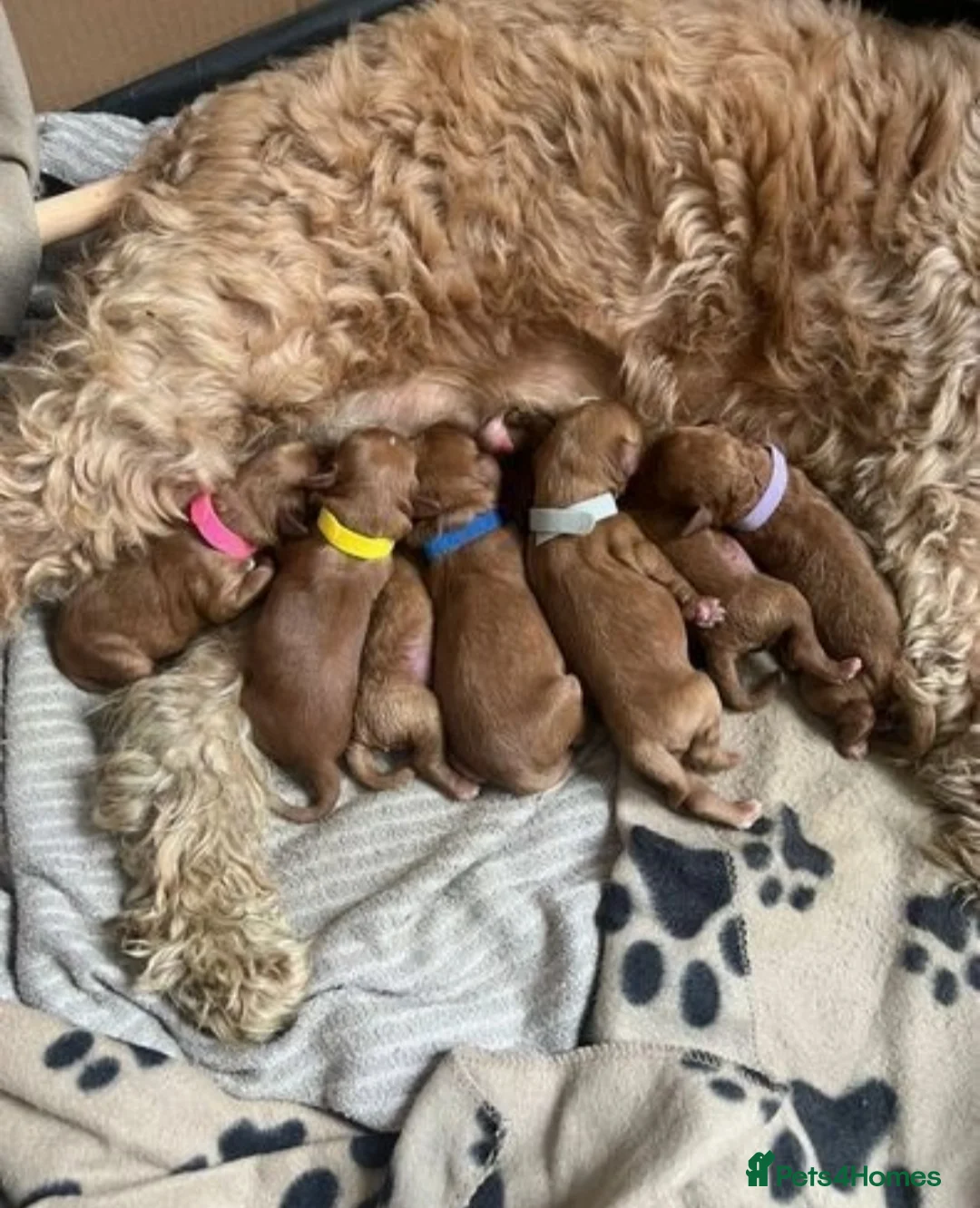 Miniature Poodle dogs for stud: KC DNA tested proven RED miniature poodle stud in Manchester - Advert 17