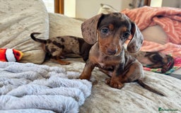 Miniature Dachshund dogs for sale: ❤️🐾💫 Outstanding Miniature Dachshunds 🐾❤️💫 - Image 26