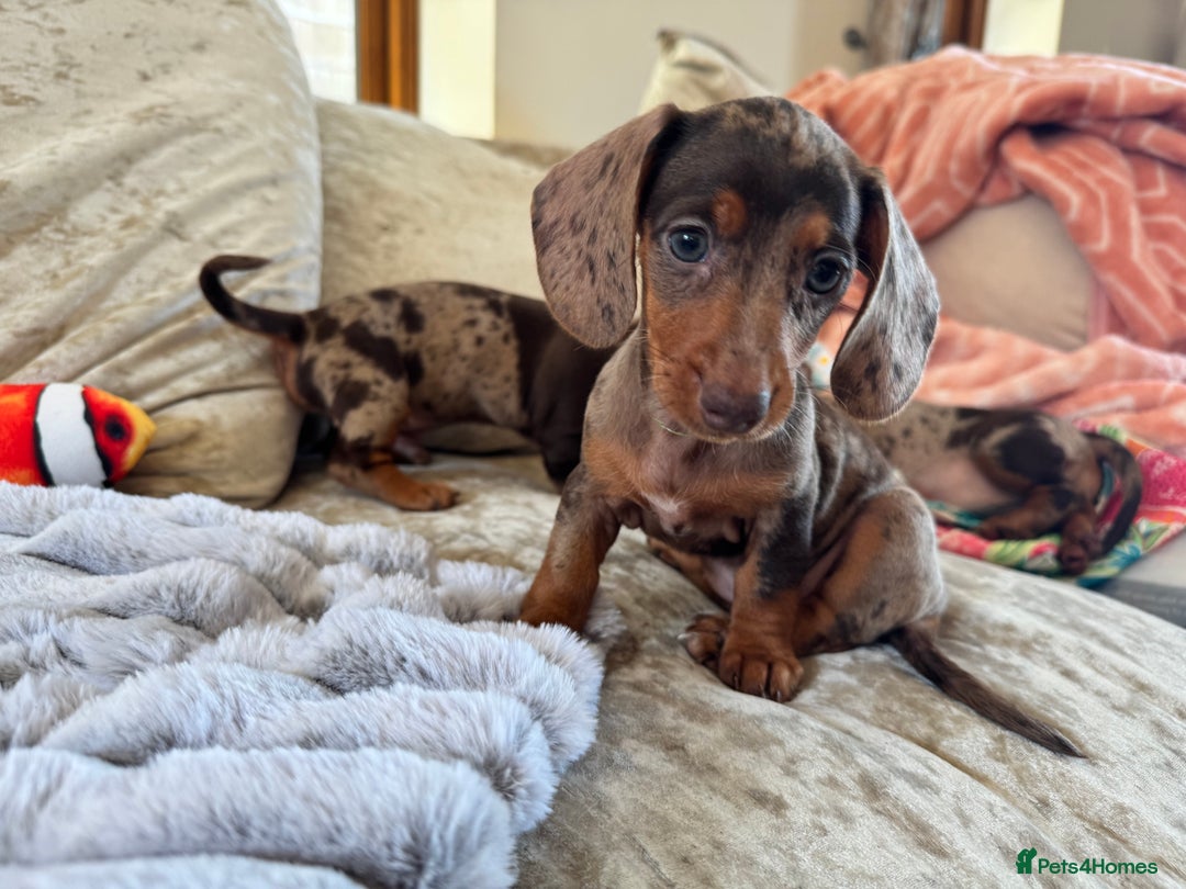 Miniature Dachshund dogs for sale: ❤️🐾💫 Outstanding Miniature Dachshunds 🐾❤️💫 - Image 26