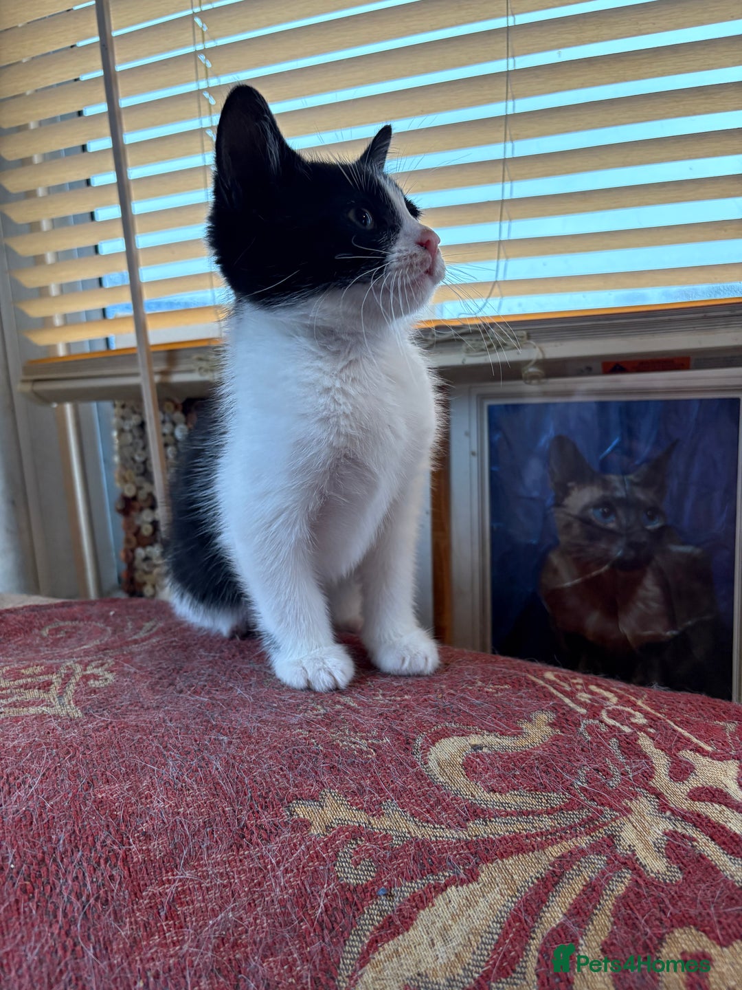 Mixed Breed cats for sale: Beautiful kittens ready for new home - Advert 11