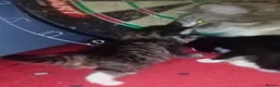 Maine Coon cats for sale: Maine coon x siberian kittens - Advert 3