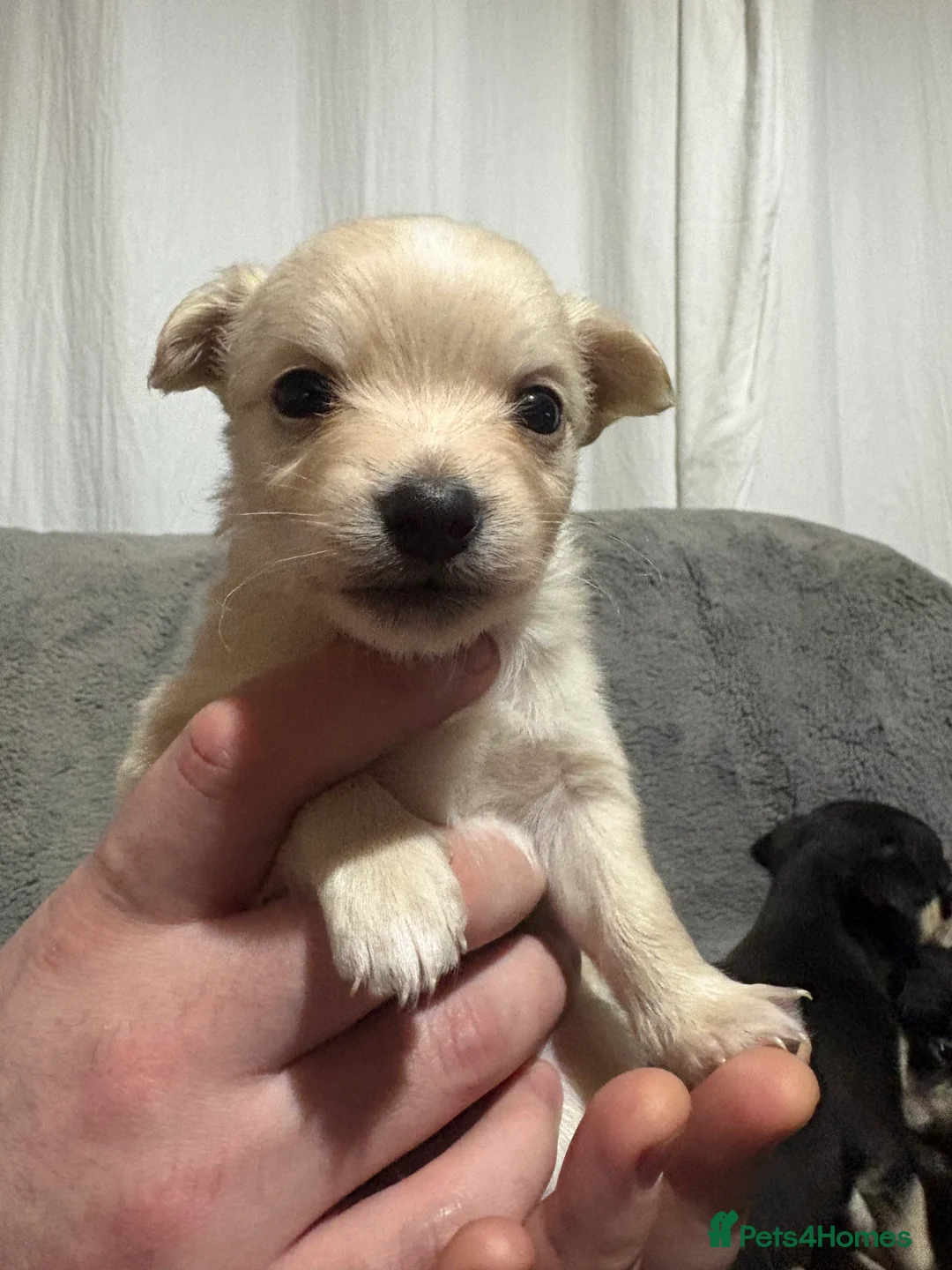 Chihuahua dogs for sale: Chihuahua puppies for sale  - Advert 3