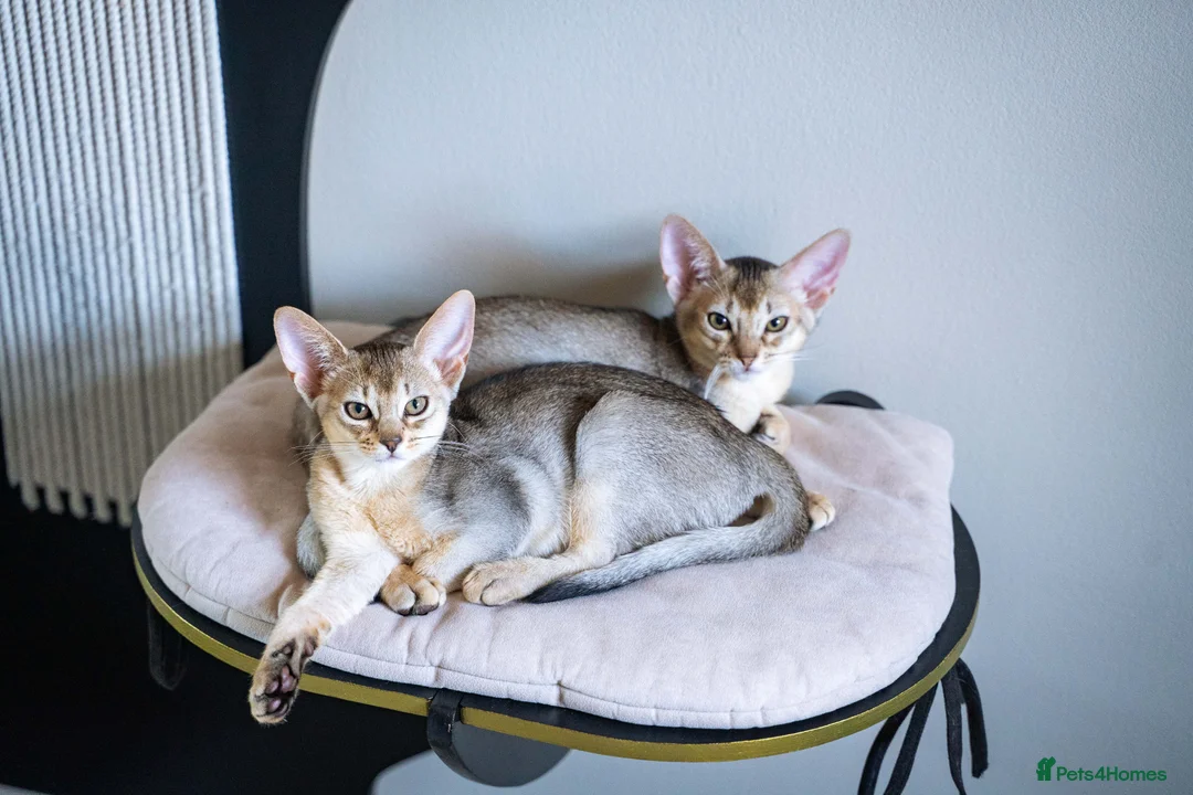 Abyssinian cats for sale: Pure Silver Abyssinian Champion Lines 🏆 Tica - Advert 2