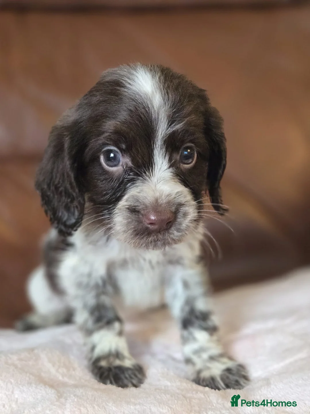 Cocker Spaniel dogs for sale: Stunning Cocker spaniel  - Advert 19