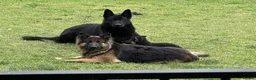German Shepherd dogs for sale: ♔♛Deligent GSD Puppies for Sale –♔♛ - Advert 5