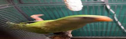 Conures birds for sale: Hand reared baby superb parakeet  - Advert 2