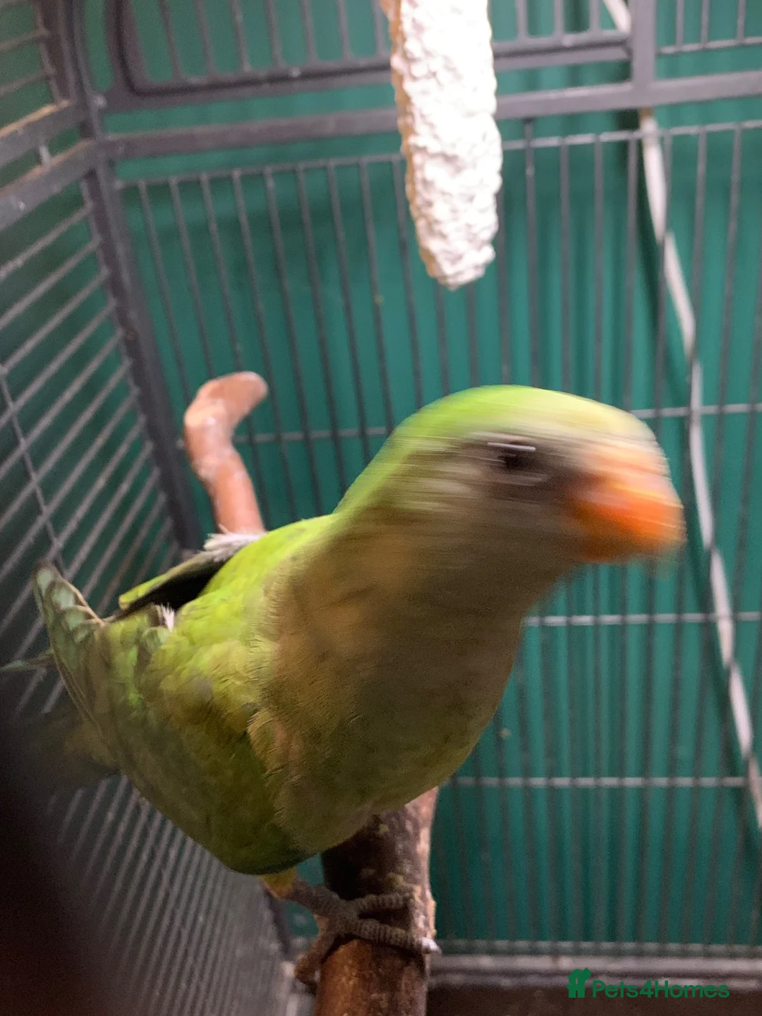 Conures birds for sale: Hand reared baby superb parakeet  - Advert 2