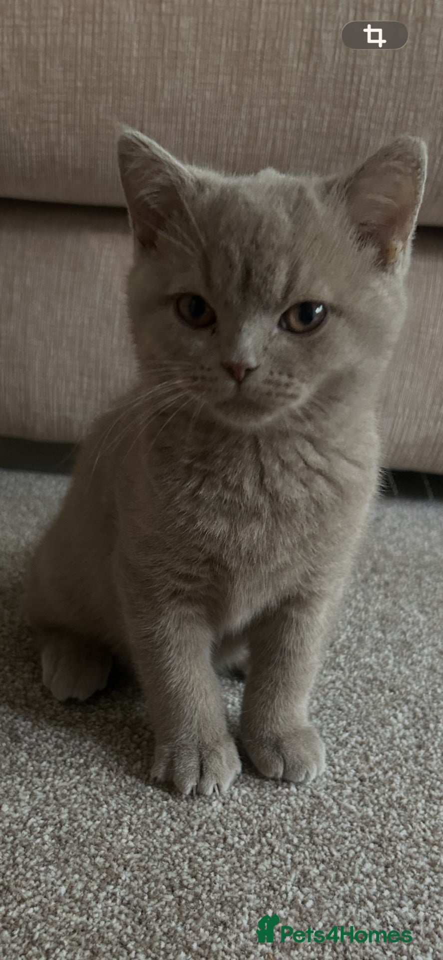 British Shorthair cats GCCF British’s shorthair & longhair - Advert 2