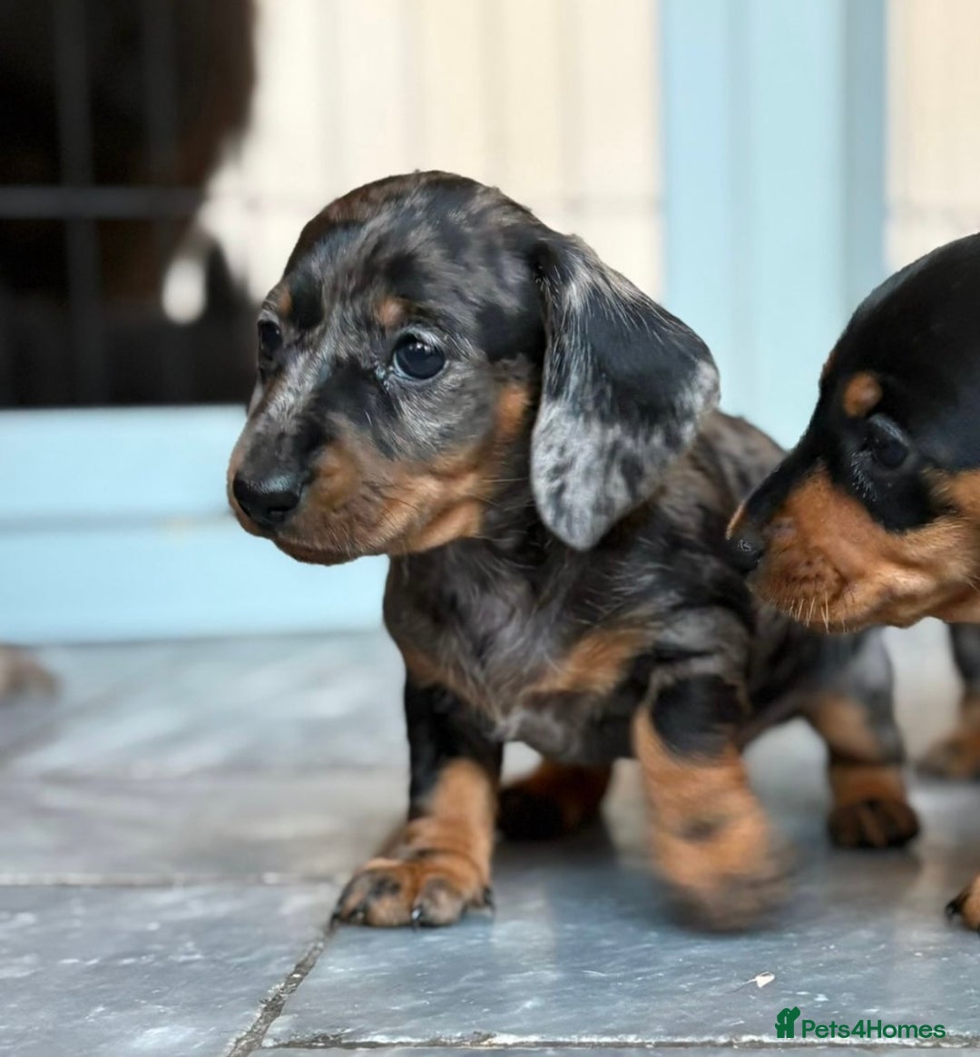 Miniature Dachshund dogs for sale: Kc reg miniature dachshund  - Advert 8
