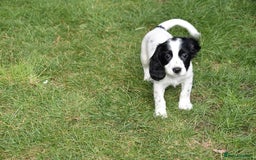 Cocker Spaniel dogs for sale: Kc Reg Working Cocker Spaniels. - Image 9