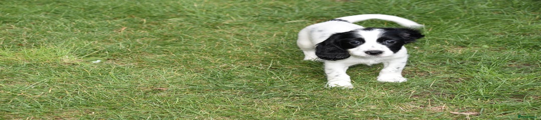 Cocker Spaniel Puppy 4