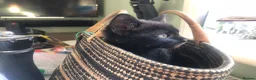 British Shorthair cats for sale: 1 Adorable little guy left - Advert 9