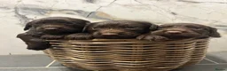 Sprocker dogs for sale: 7 Sprocker Puppies  - Advert 9