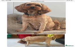 Cavapoo dogs for sale: Cavapoo waiting list  - Image 4