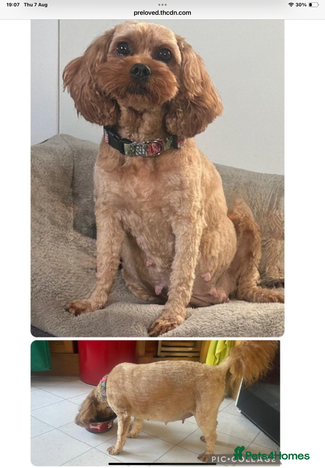 Cavapoo dogs for sale: Cavapoo waiting list  - Image 4