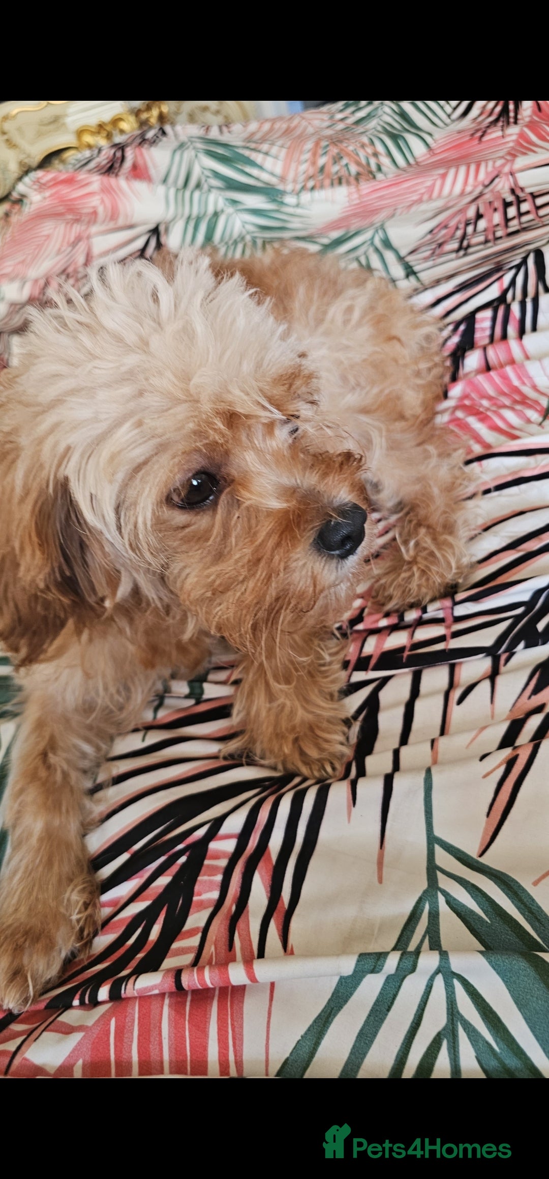 Mixed Breed dogs for sale: caverpoo cocker cross puppies 5 puppys - Advert 1