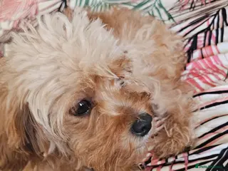 Mixed Breed dogs caverpoo cocker cross puppies 5 puppys - Advert 3