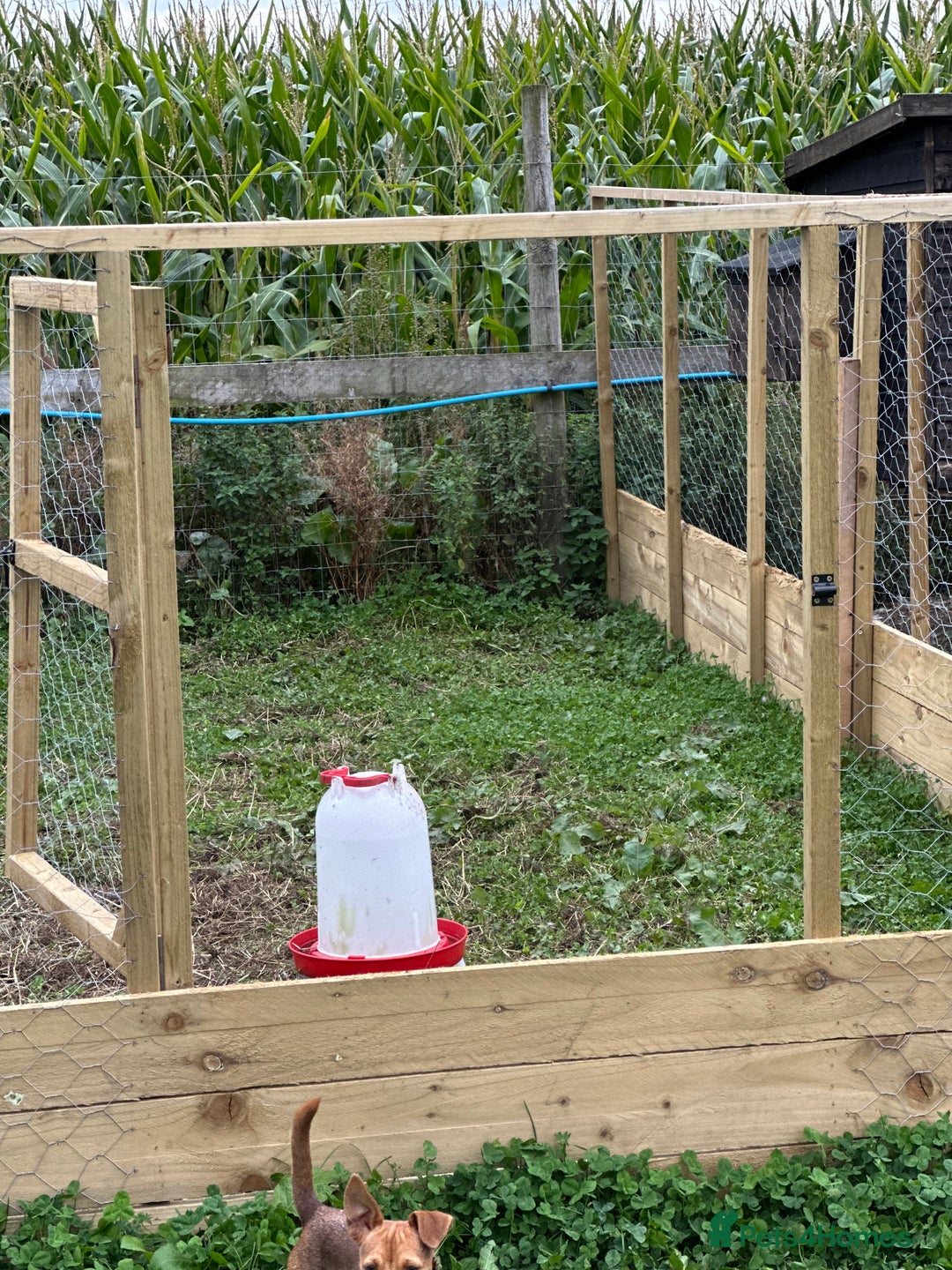 Chickens poultry for sale: Chicken Coops - excellent quality - British Made - Image 12
