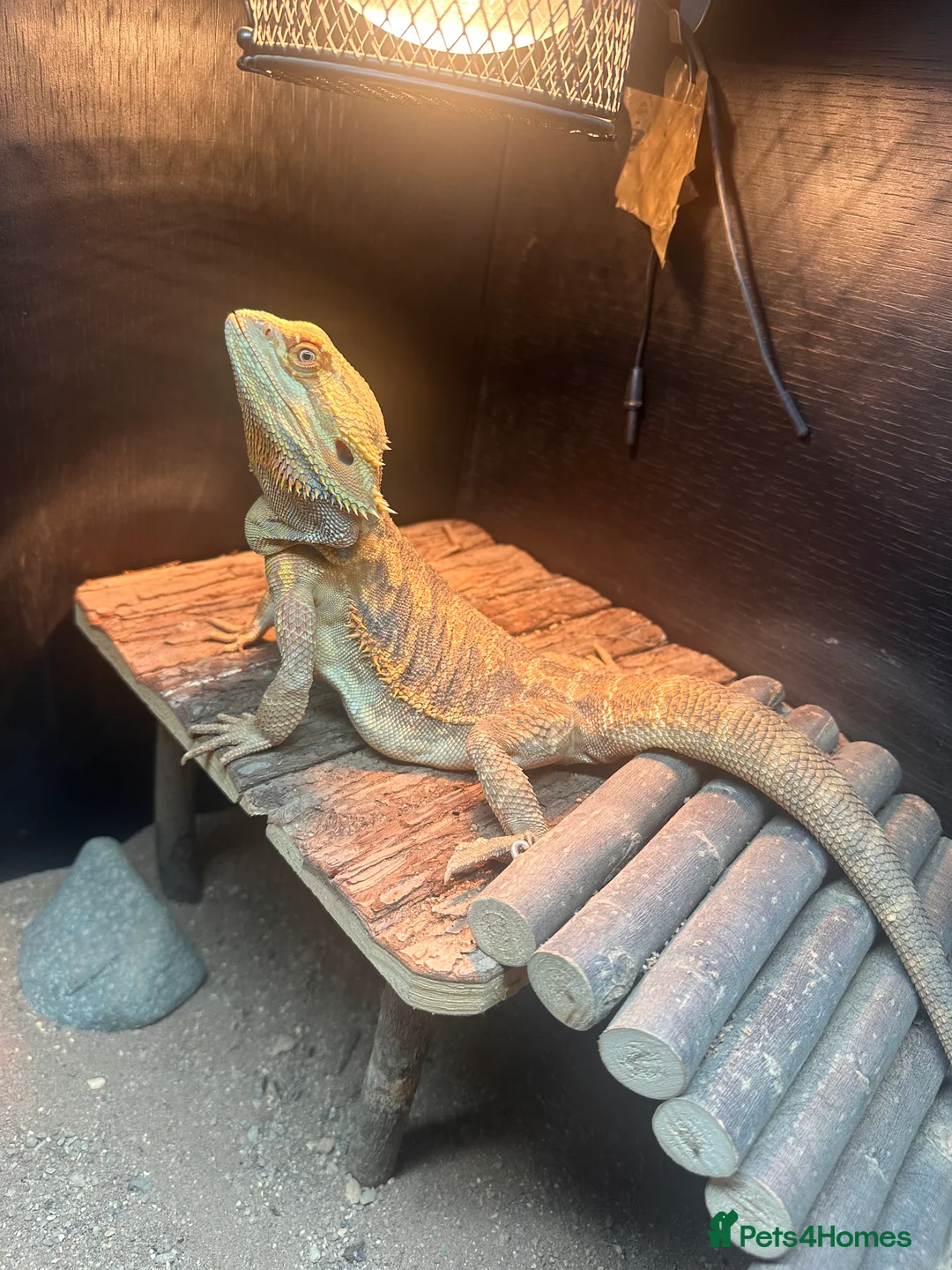 Bearded Dragon reptiles for sale: Bearded dragon  - Advert 1