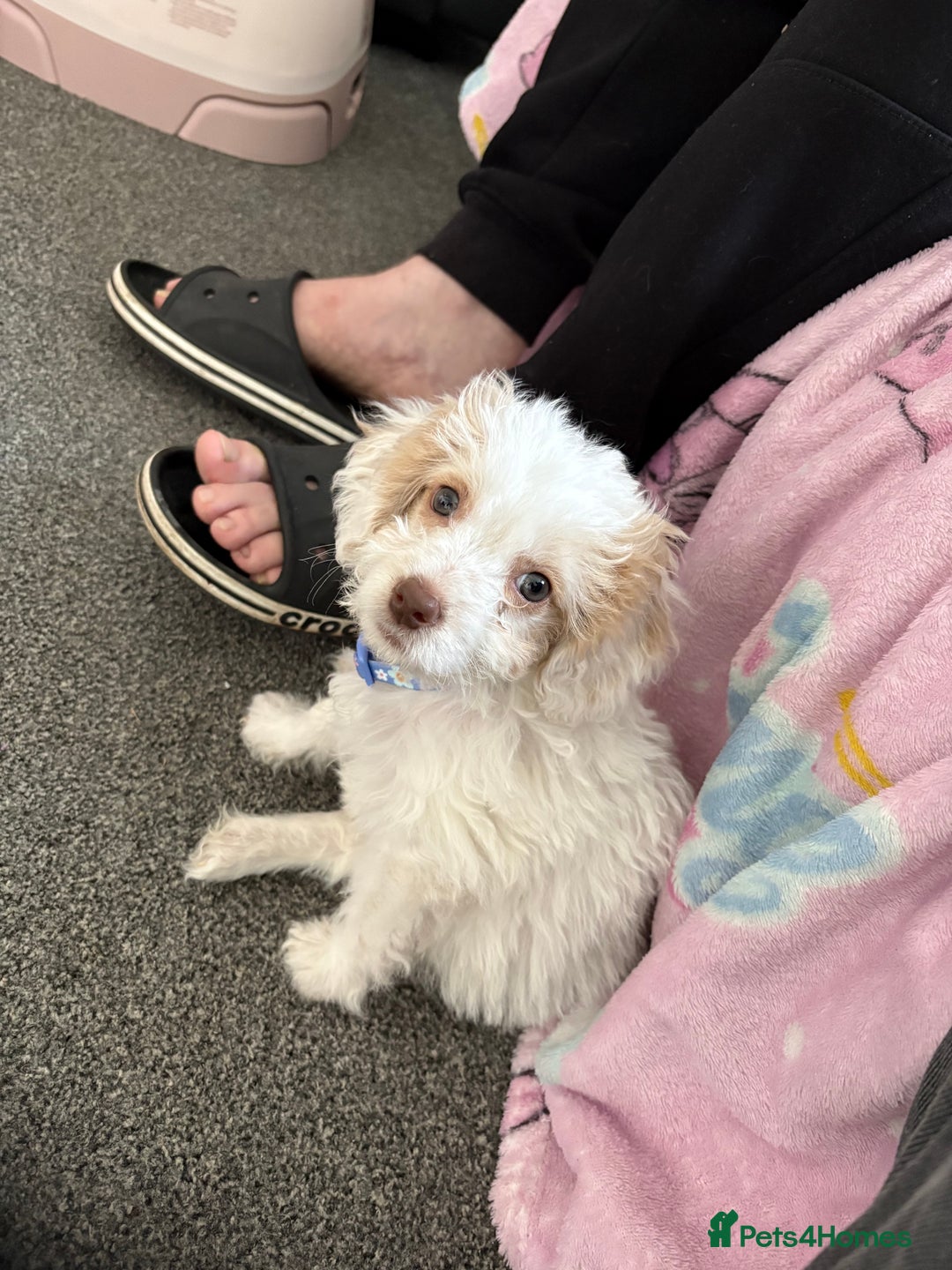 Mixed Breed dogs for sale: Springerpoo puppy  - Advert 12