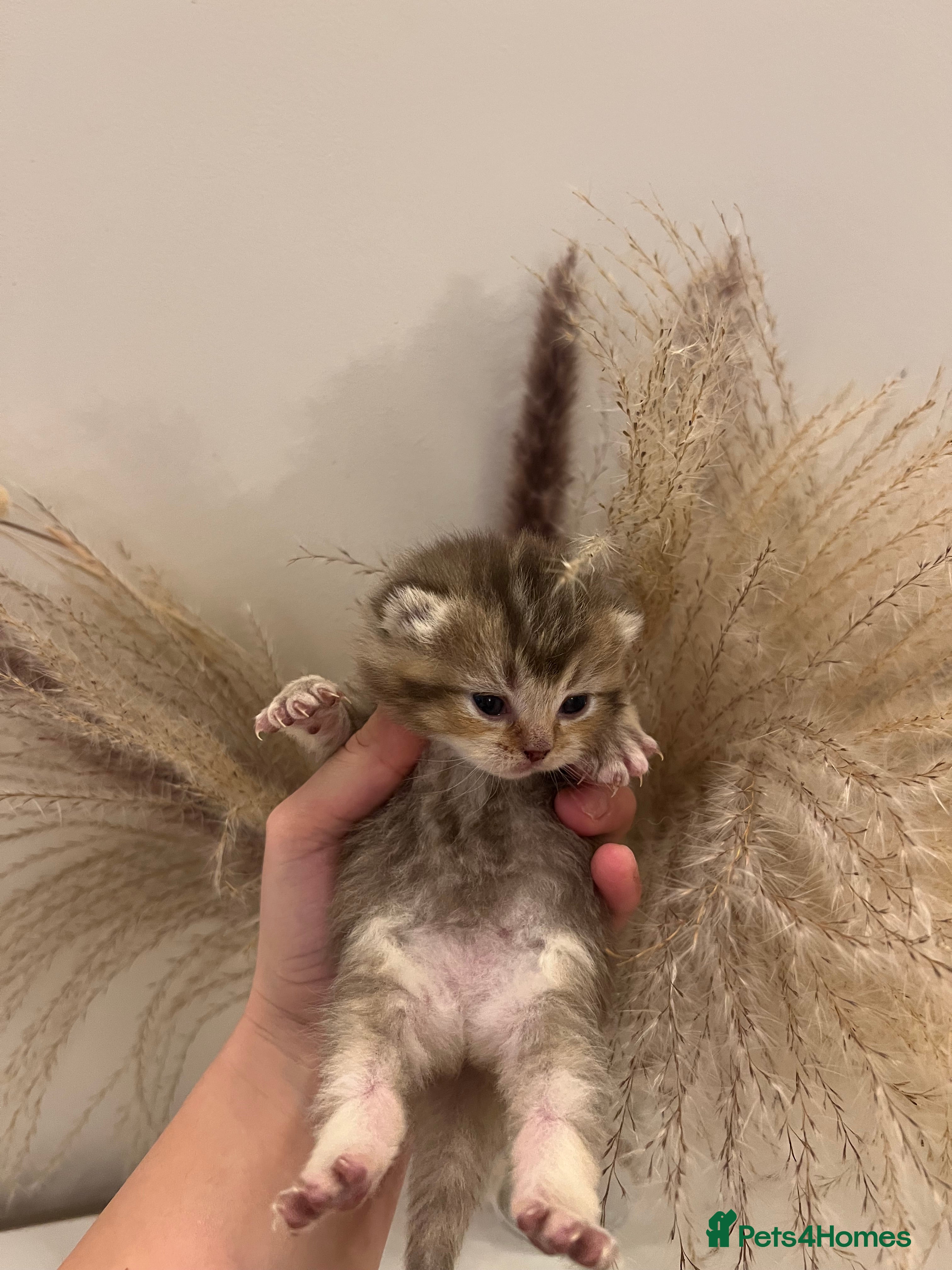 British Shorthair cats  Beautiful British Shorthair Kittens Available 🐾 - Advert 1