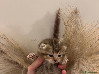 British Shorthair cats Beautiful British Shorthair Kittens Available 🐾 - Advert 1