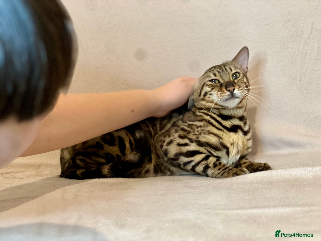 Bengal cats for sale: Bengal Queen  - Advert 4