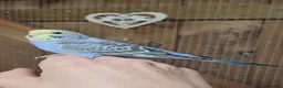 Budgerigars birds for sale: Budgies for sale - Advert 2
