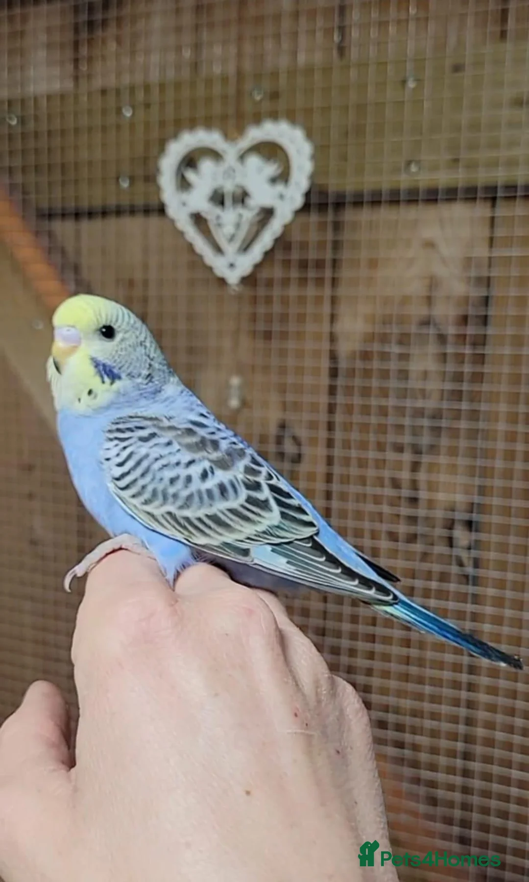 Budgerigars birds for sale: Budgies for sale - Advert 2