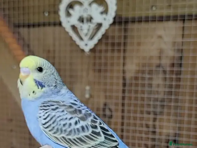 Budgerigars birds for sale: Budgies for sale - Advert 2