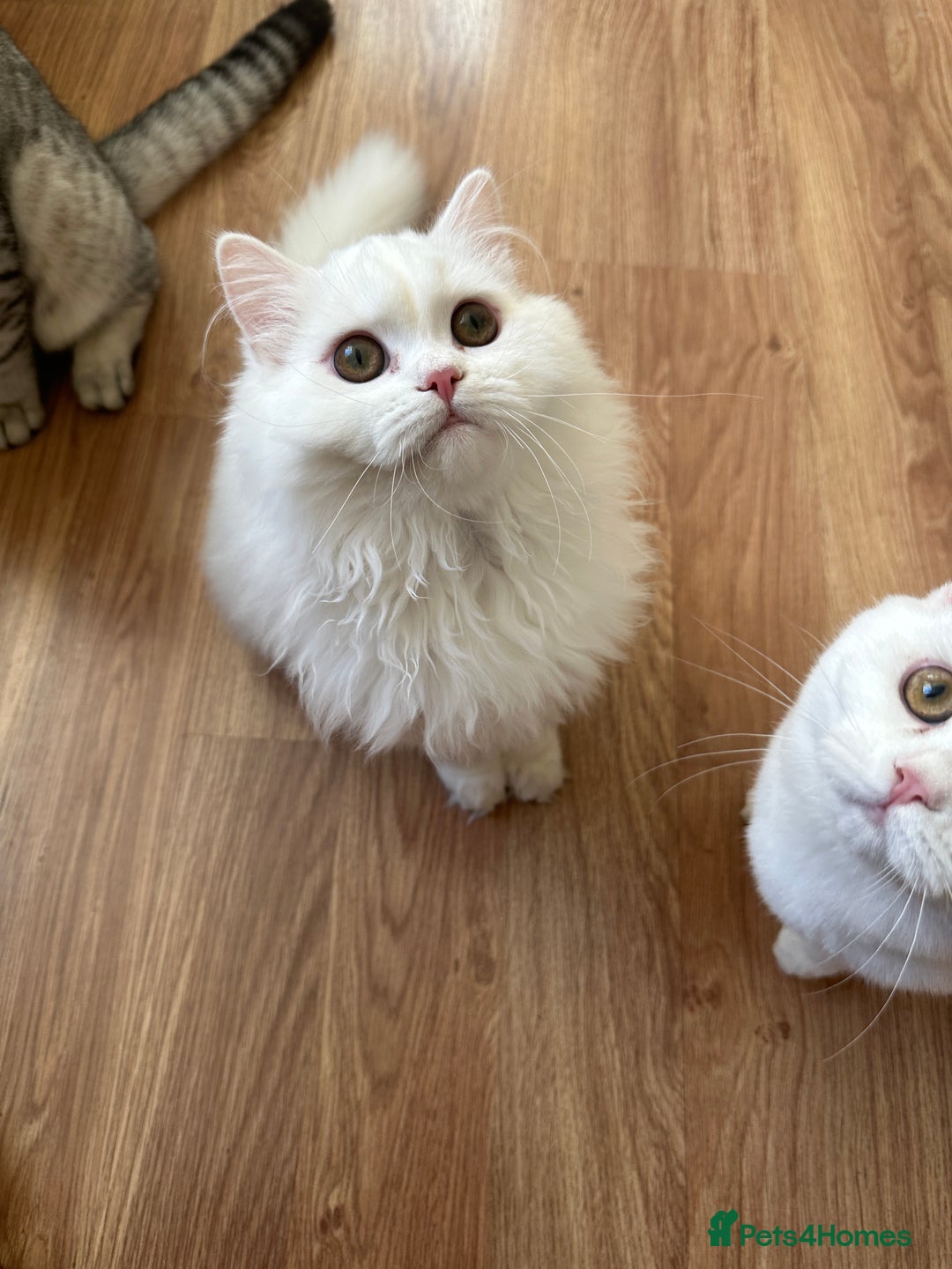 British Shorthair cats for sale: Gorgeous British Longhair & Shorthair Kittens - Advert 32