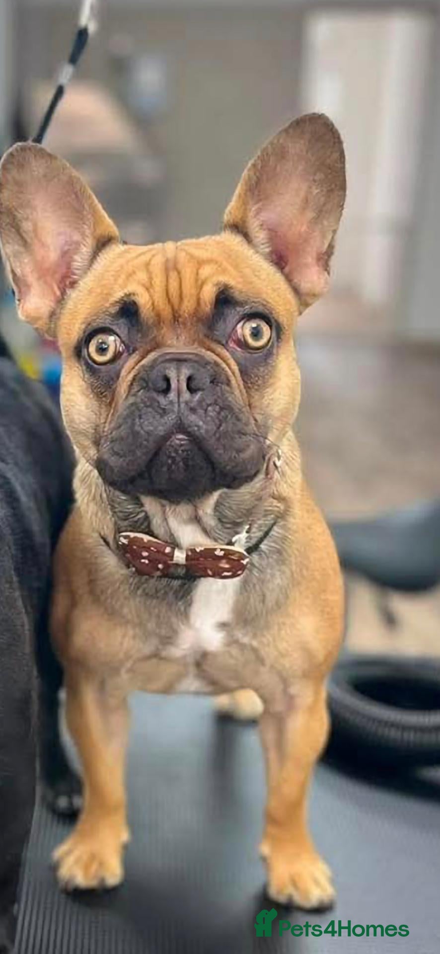 Mixed Breed dogs French bulldog - Advert 6