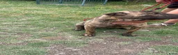 Mixed Breed dogs for adoption: Jr 1 year shar pei mix Macedonian rescue   - Advert 3