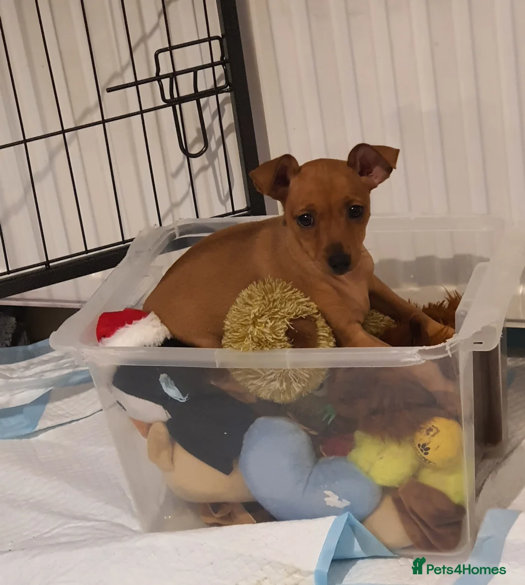 Miniature Pinscher dogs for sale: Miniature Pinscher puppies, KC registered - Advert 15