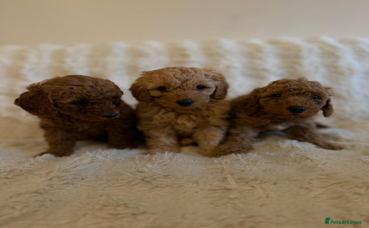 Cockapoo dogs - Advert 2